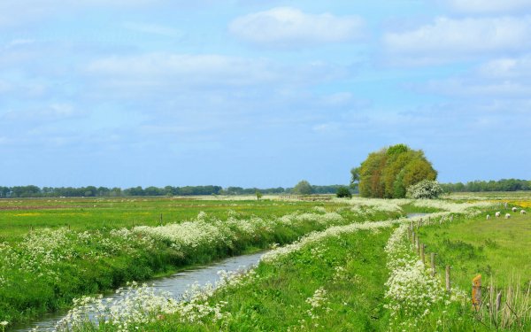 Earth Landscape Meadow Stream Netherlands HD Wallpaper | Background Image