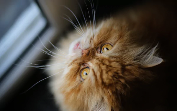 persian cat Animal cat HD Desktop Wallpaper | Background Image