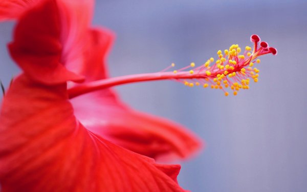 Earth Hibiscus Flowers Flower Nature Red Flower Close-Up HD Wallpaper | Background Image