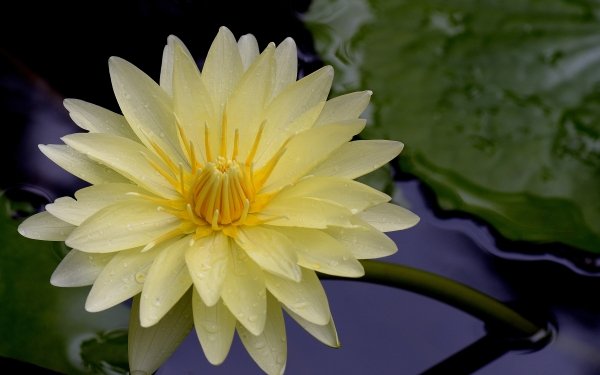 Tierra/Naturaleza Loto Flores Lily Pad Yellow Flower Fondo de pantalla HD | Fondo de Escritorio