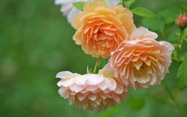 Nature Rose Flowers Pink Flower Flower Close-Up Blur HD Wallpaper | Background Image