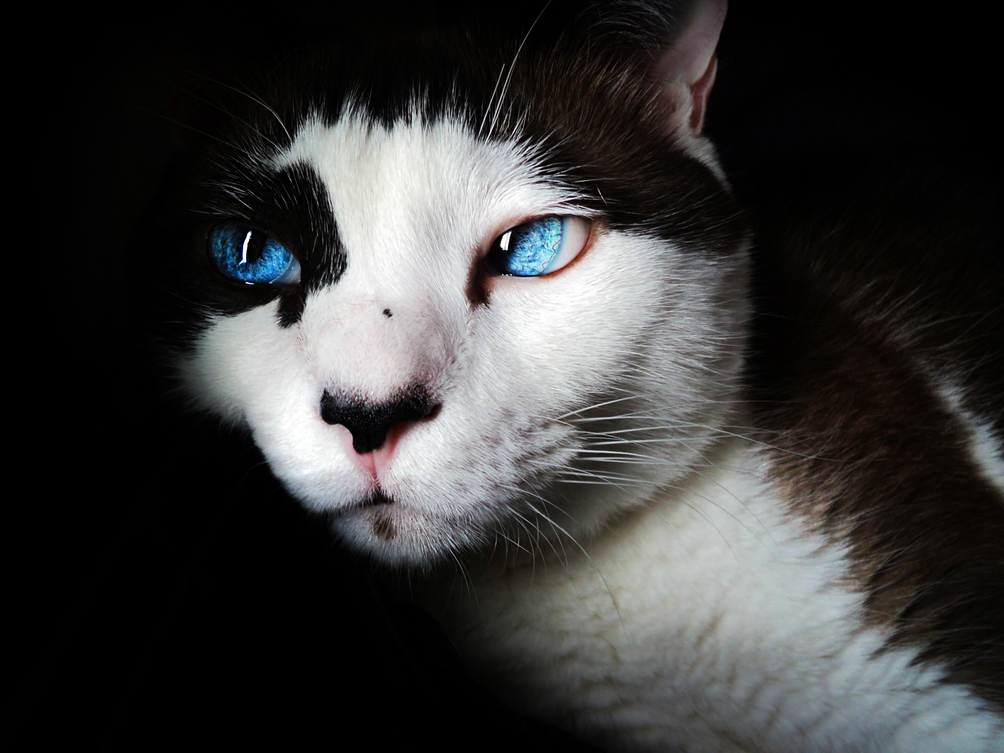 Download Blue Eyes Animal Cat HD Wallpaper