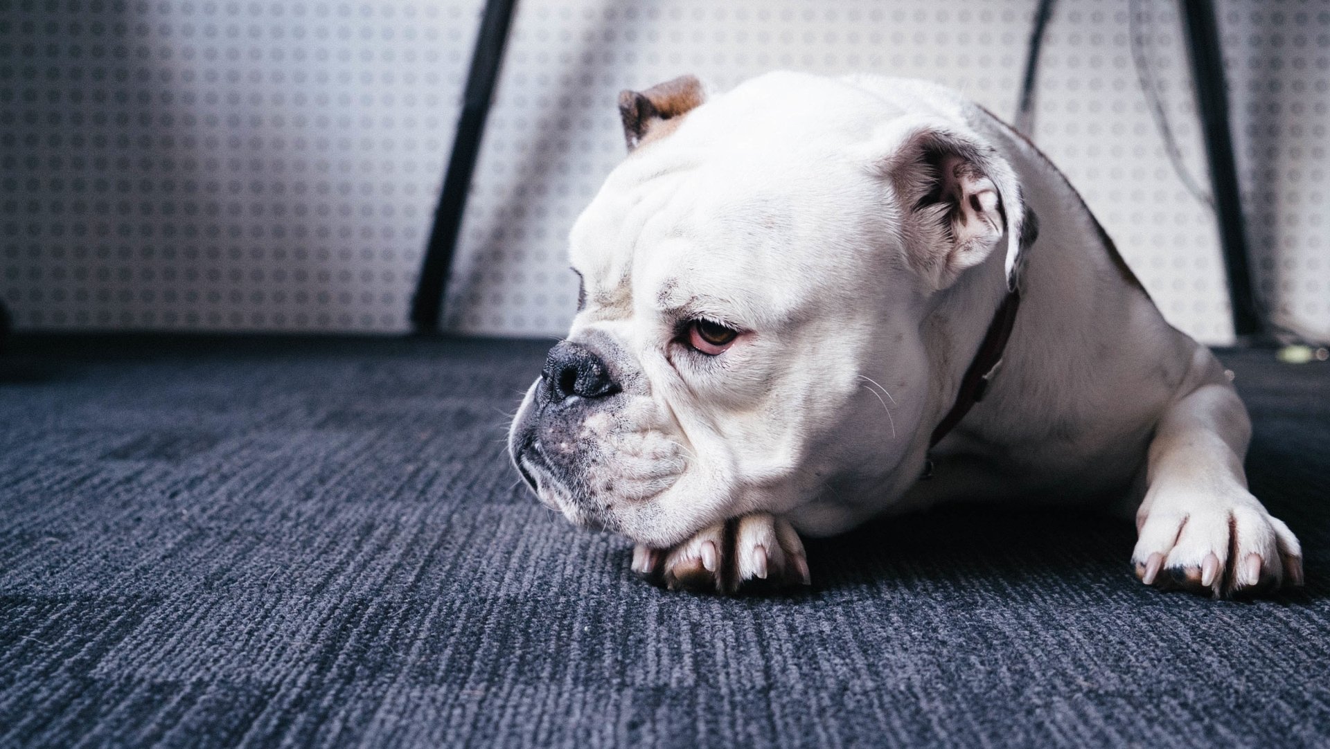 Download Dog Animal Bulldog HD Wallpaper | 3000x1691 | Wallpaper Abyss