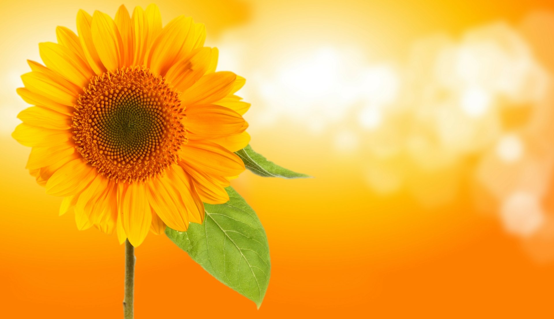 Close-up of a vibrant yellow sunflower with green leaves against a glowing, blurred orange background, captured in stunning 8K Ultra HD.