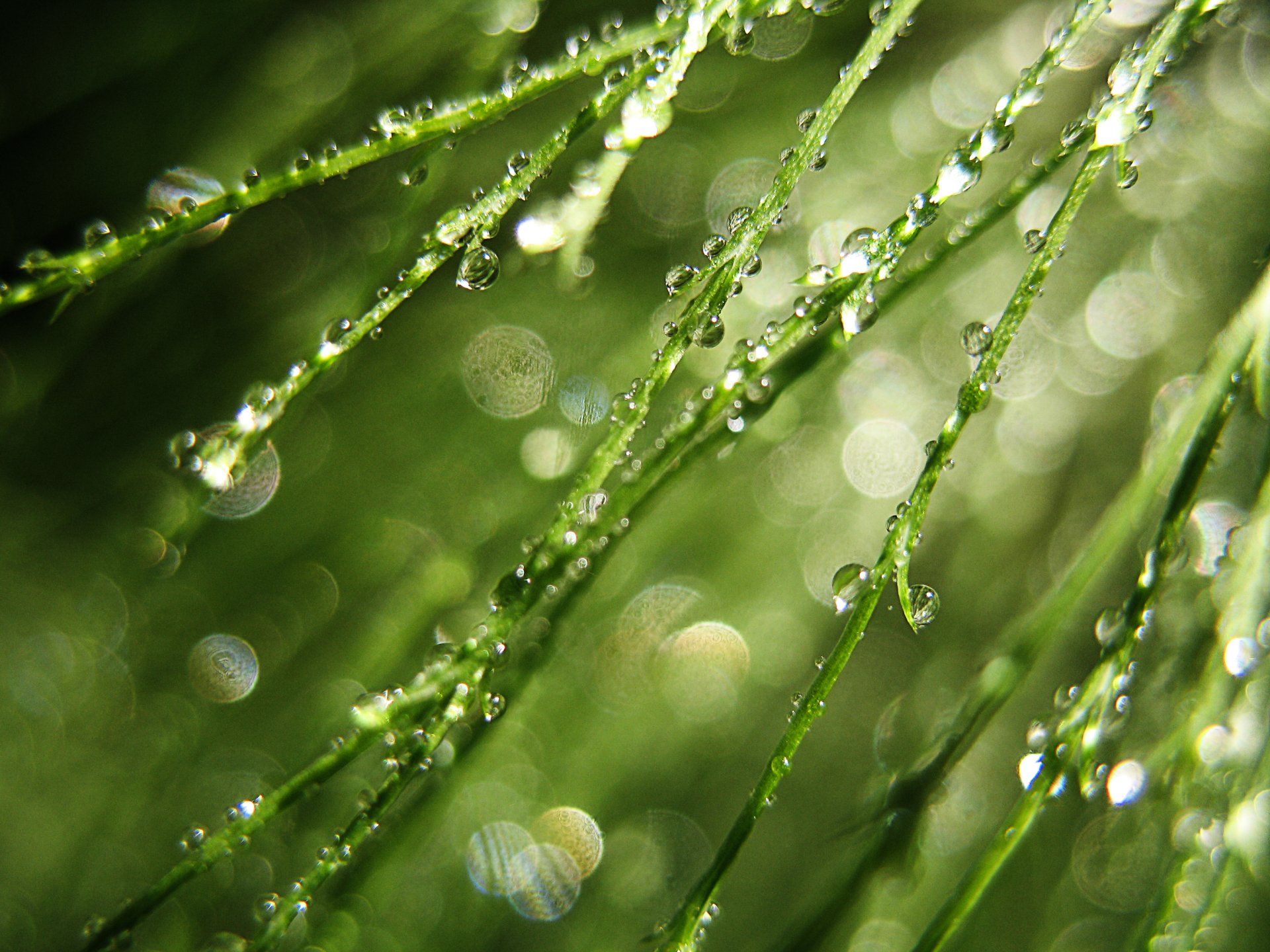 Download Green Bokeh Nature Water Drop HD Wallpaper