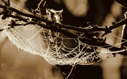 Black and white macro photography of a spider web glistening with dew, set against a soft bokeh background, captured as an HD PC desktop wallpaper.
