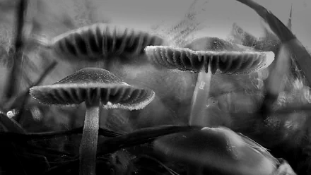 blur Black & White nature mushroom HD Desktop Wallpaper | Background Image
