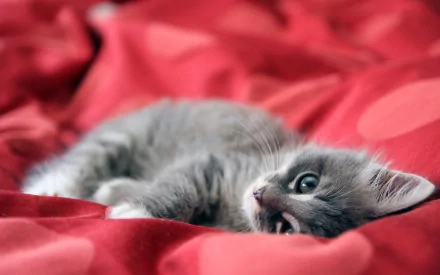 A cute gray kitten relaxes on a vibrant red blanket, showcasing its playful nature. This HD image makes a charming desktop wallpaper or background.