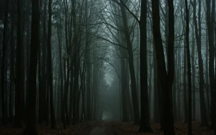 HD PC desktop wallpaper of a foggy forest in fall, with tall bare trees lining a narrow path disappearing into misty, tranquil nature.