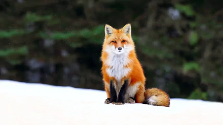 A striking red fox sits gracefully on a snowy landscape, surrounded by blurred winter trees, showcasing the beauty of nature in this HD desktop wallpaper.