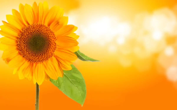 Close-up of a vibrant yellow sunflower with green leaves against a glowing, blurred orange background, captured in stunning 8K Ultra HD.