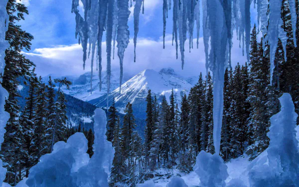 Winter scene in Jasper National Park, Canada, showcasing icy icicles, snow-covered trees, and a majestic mountain under a bright blue sky.