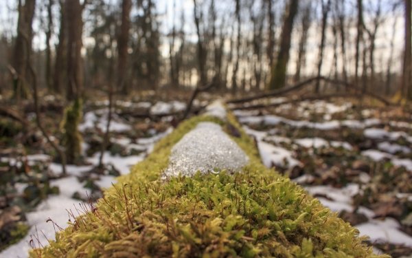 Earth Moss Forest Snow Nature Close-Up HD Wallpaper | Background Image
