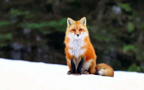 A striking red fox sits gracefully on a snowy landscape, surrounded by blurred winter trees, showcasing the beauty of nature in this HD desktop wallpaper.