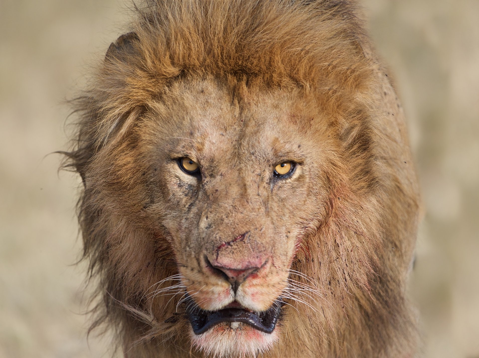 4K Ultra HD PC desktop wallpaper: close-up of a lion's intense stare, animal portrait with a golden mane and piercing amber eyes.