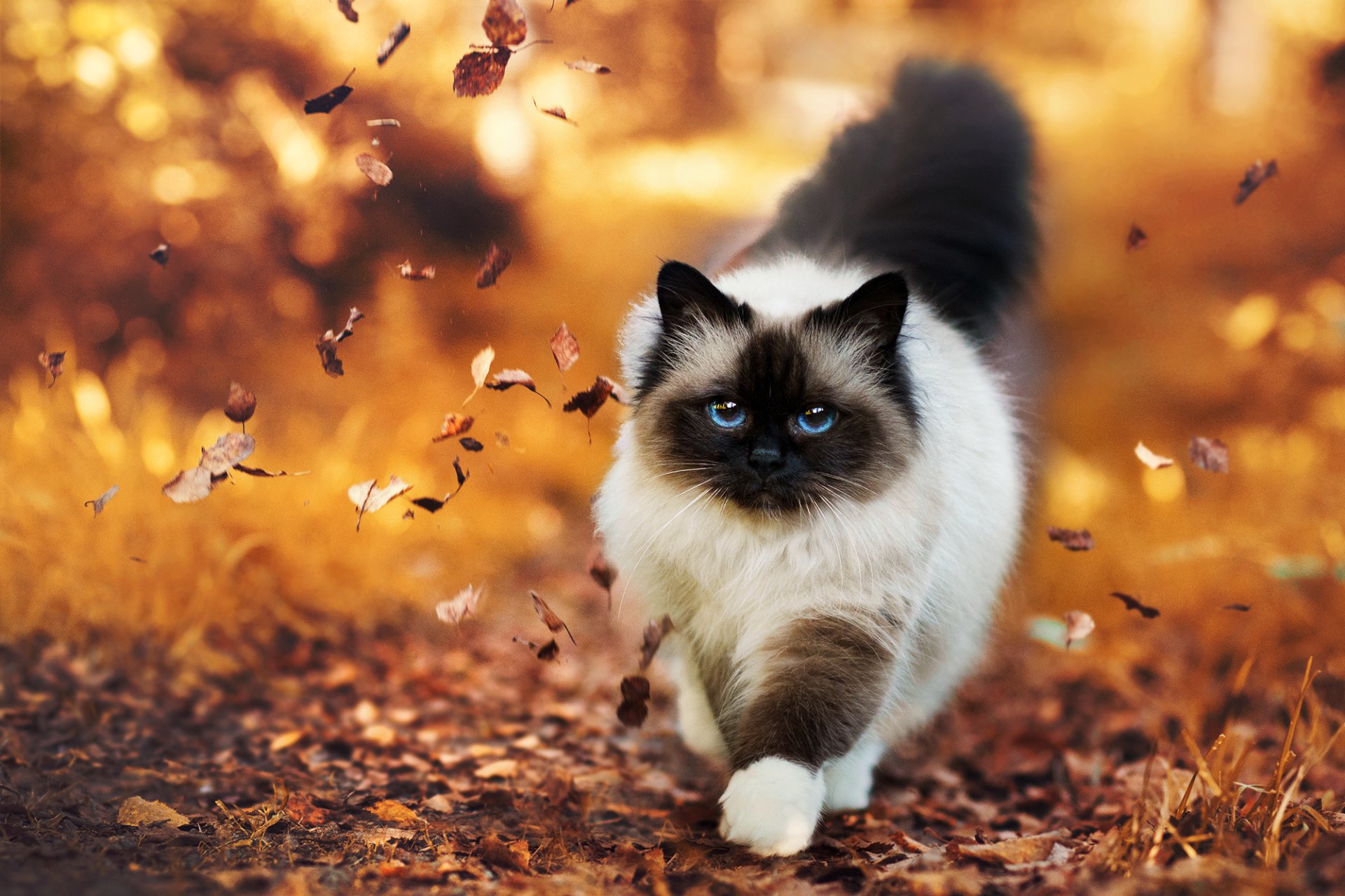 19 Himalayan Cat HD Wallpapers | Background Images - Wallpaper Abyss