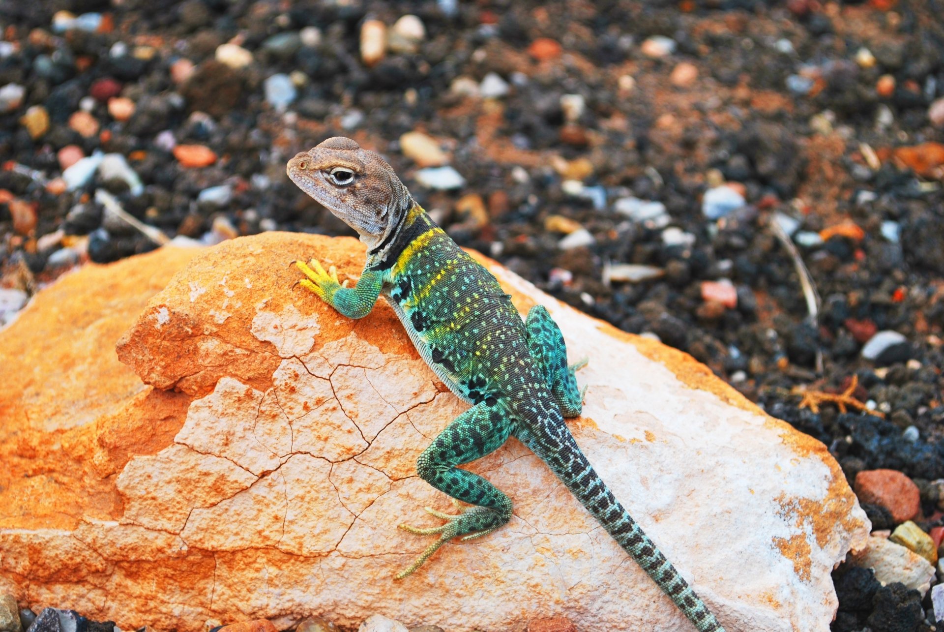 A vibrant collared lizard with green, blue, and yellow markings perched on a rock, captured in 4K Ultra HD as a PC desktop wallpaper and background.