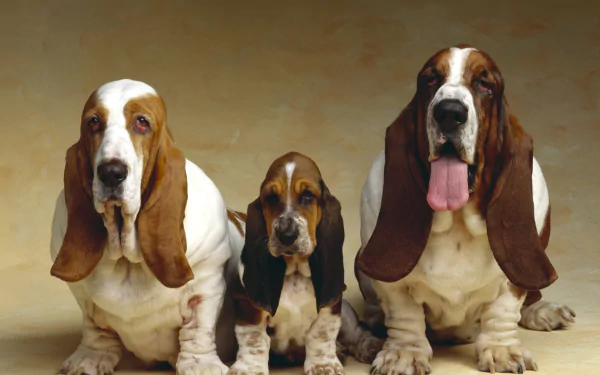 dog Animal basset hound HD Desktop Wallpaper | Background Image