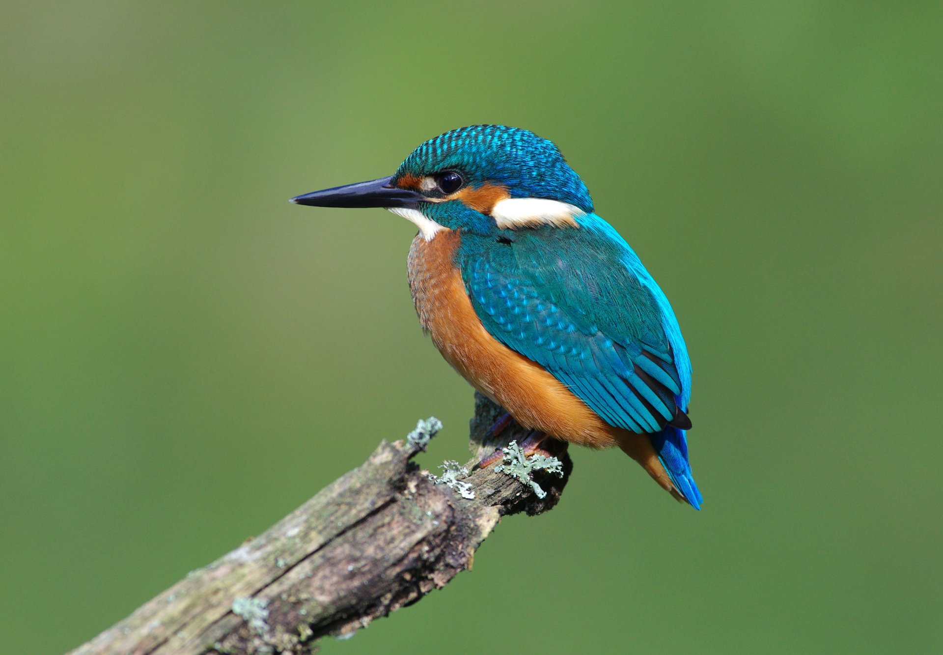 Download Bird Animal Kingfisher 4k Ultra HD Wallpaper