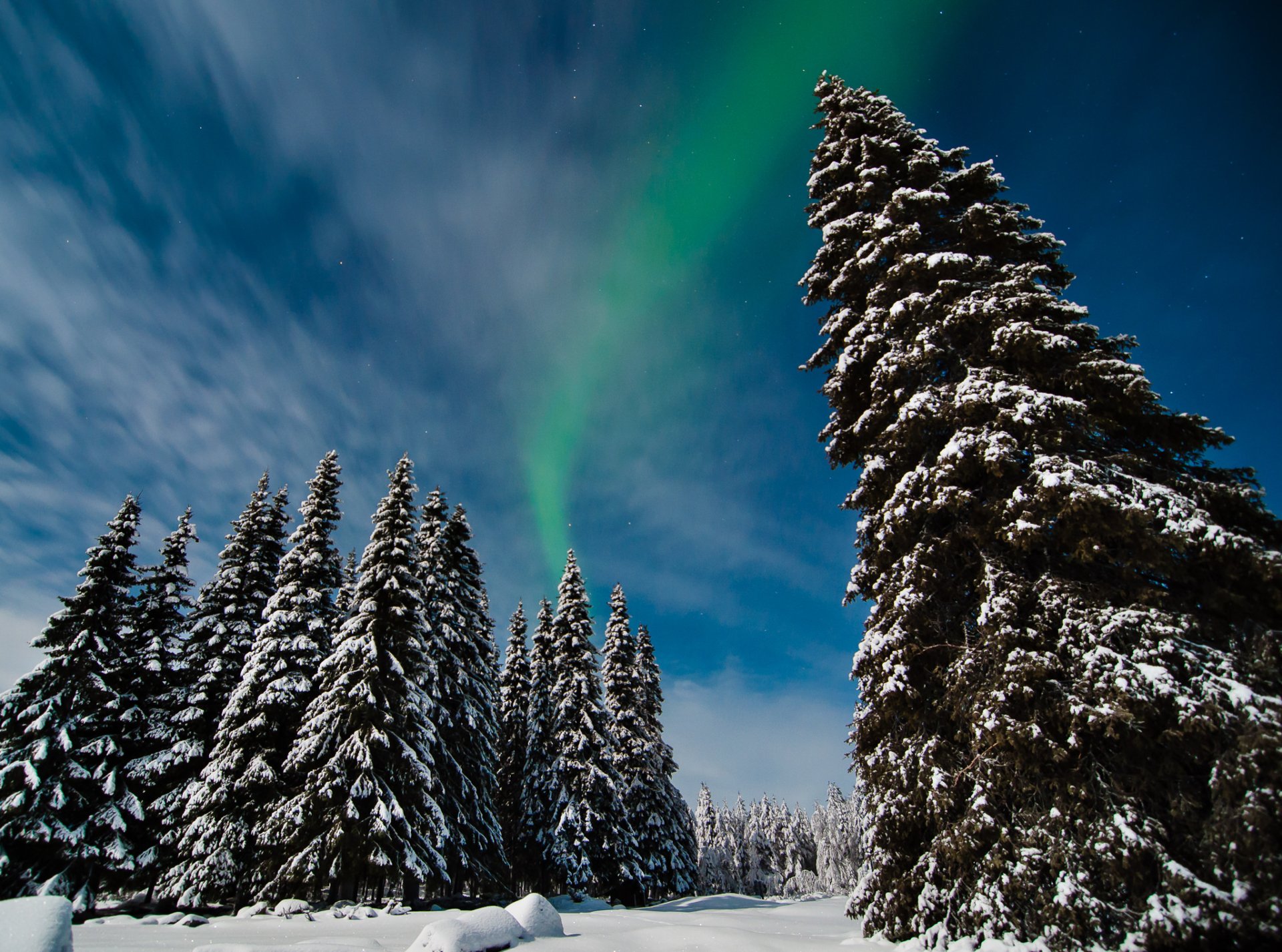 Download Snow Tree Forest Light Aurora Borealis Sky Nature Winter HD