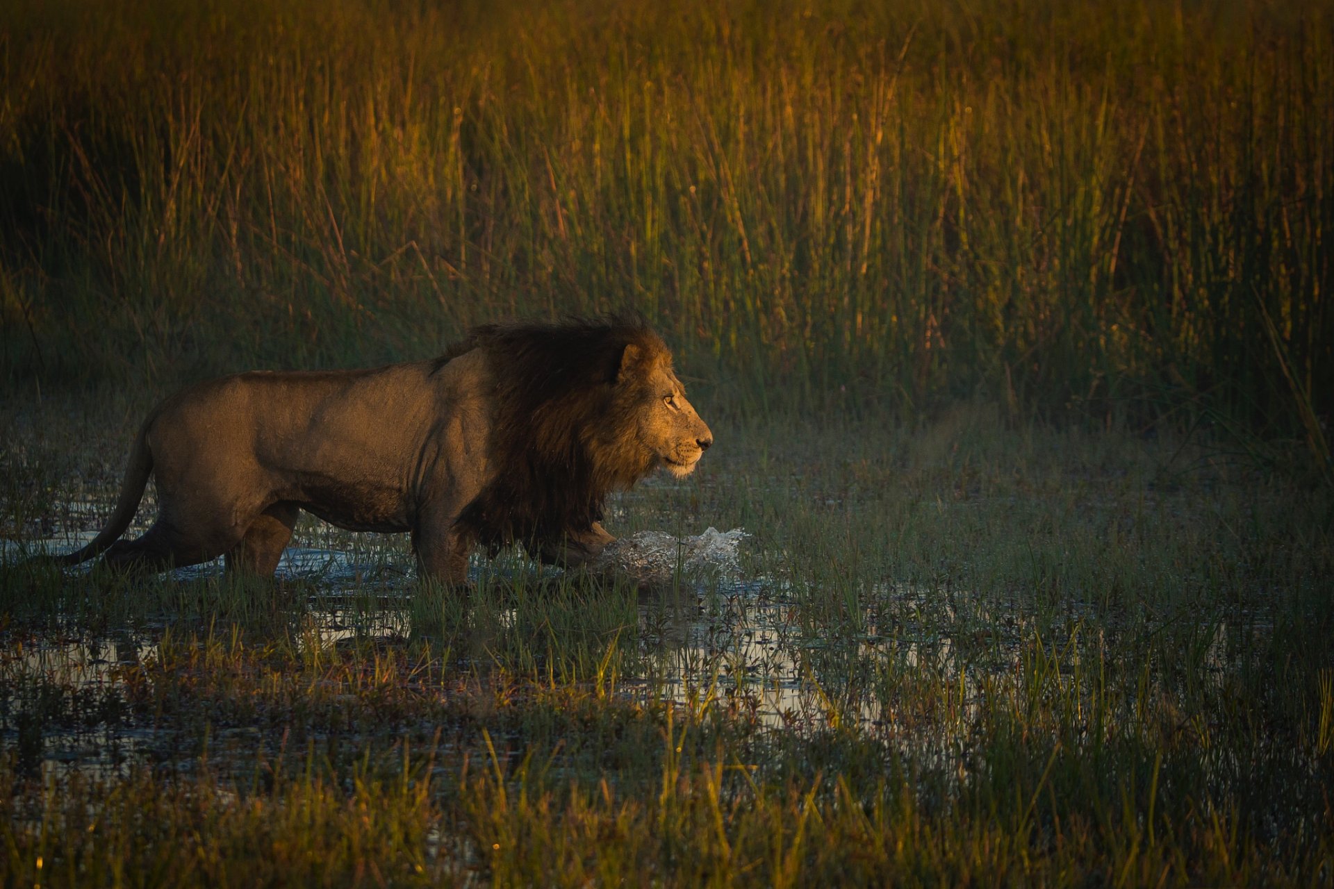 HD PC desktop wallpaper: majestic male lion wading through shallow water and tall grass at dusk — dramatic wildlife animal background.