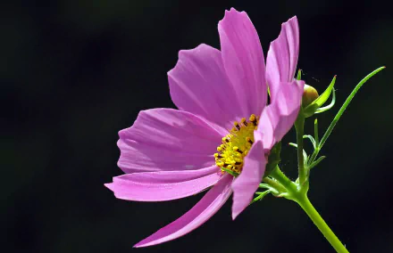 A vibrant pink Cosmos flower in full bloom against a dark background, capturing the beauty of nature in this HD PC desktop wallpaper.