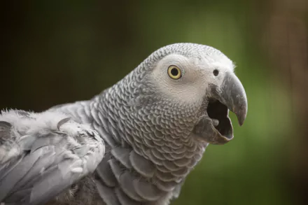 african parrot bird parrot Animal African Grey Parrot HD Desktop Wallpaper | Background Image