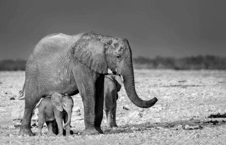 Black & White baby animal Animal African bush elephant HD Desktop Wallpaper | Background Image