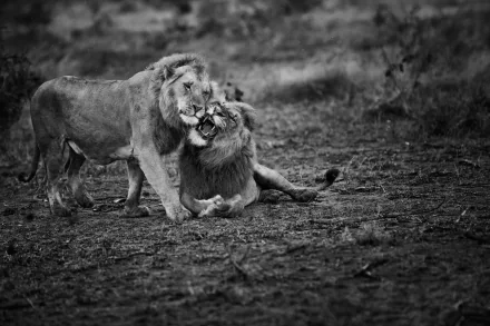Black and white HD desktop wallpaper featuring two lions displaying affectionate behavior in a natural setting.