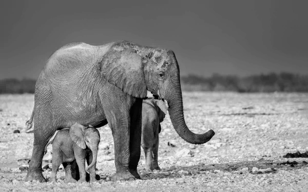 Black & White baby animal Animal African bush elephant HD Desktop Wallpaper | Background Image