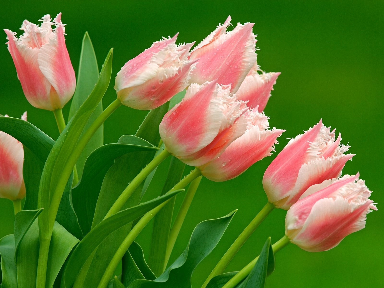 Download Pink Flower Flower Nature Tulip Wallpaper