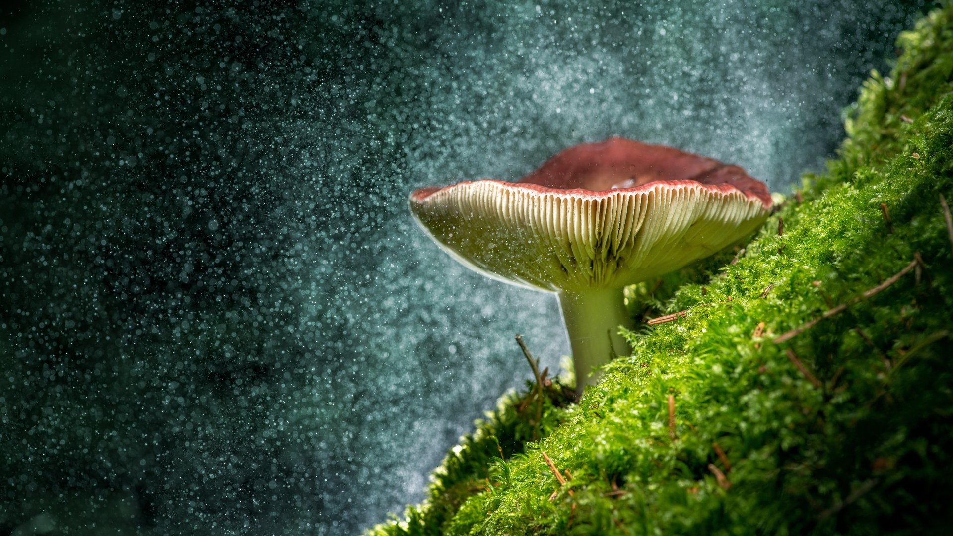 Download Close-up Glitter Moss Nature Mushroom 4k Ultra HD Wallpaper