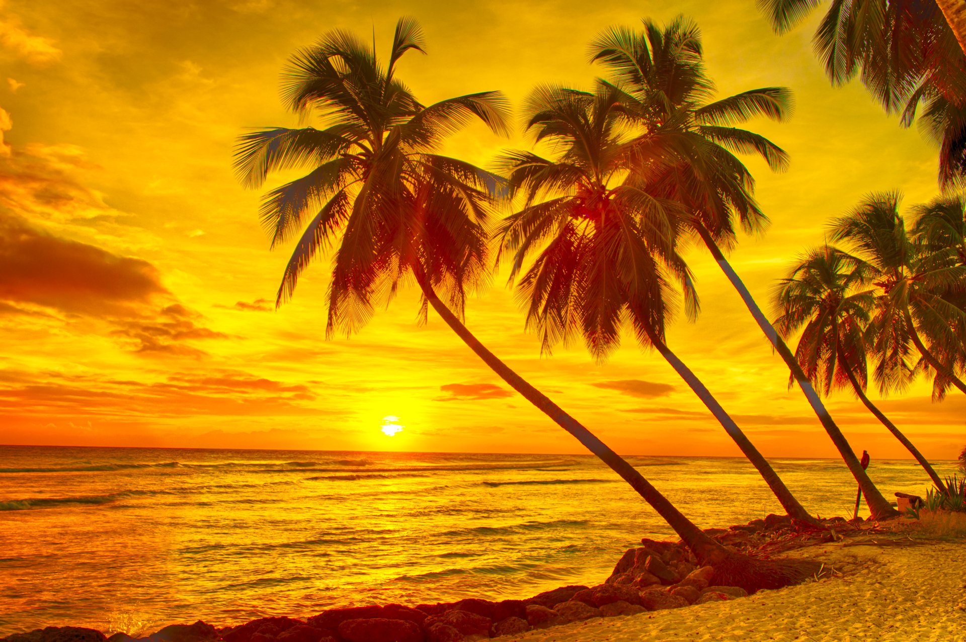 Download Yellow Palm Tree Sand Horizon Sunset Nature Ocean 4k Ultra HD ...