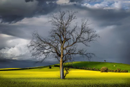 A solitary tree stands on a vibrant yellow canola field by a gentle hill and cliff under a dramatic cloudy sky, captured in a high-definition nature desktop wallpaper.