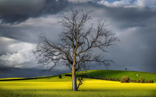A solitary tree stands on a vibrant yellow canola field by a gentle hill and cliff under a dramatic cloudy sky, captured in a high-definition nature desktop wallpaper.