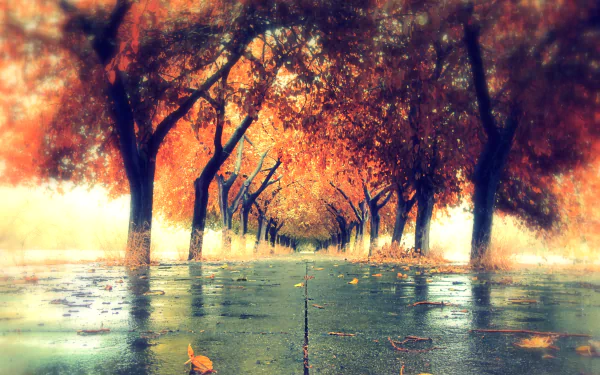A tree-lined path in a park during fall, with vibrant orange leaves creating a warm, serene atmosphere. HD desktop wallpaper capturing the beauty of autumn.