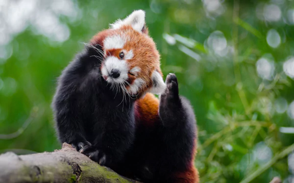 Animal red panda HD Desktop Wallpaper | Background Image