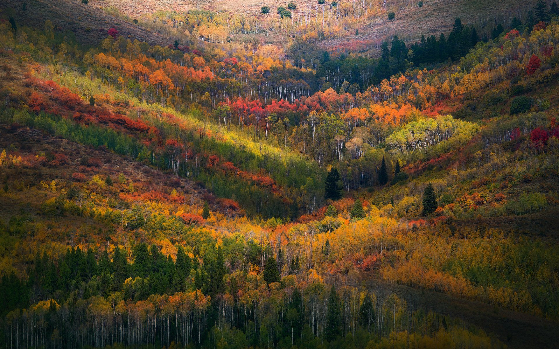 A vibrant fall forest landscape showcasing a colorful mix of autumn foliage, captured in high definition for a PC desktop wallpaper and background.