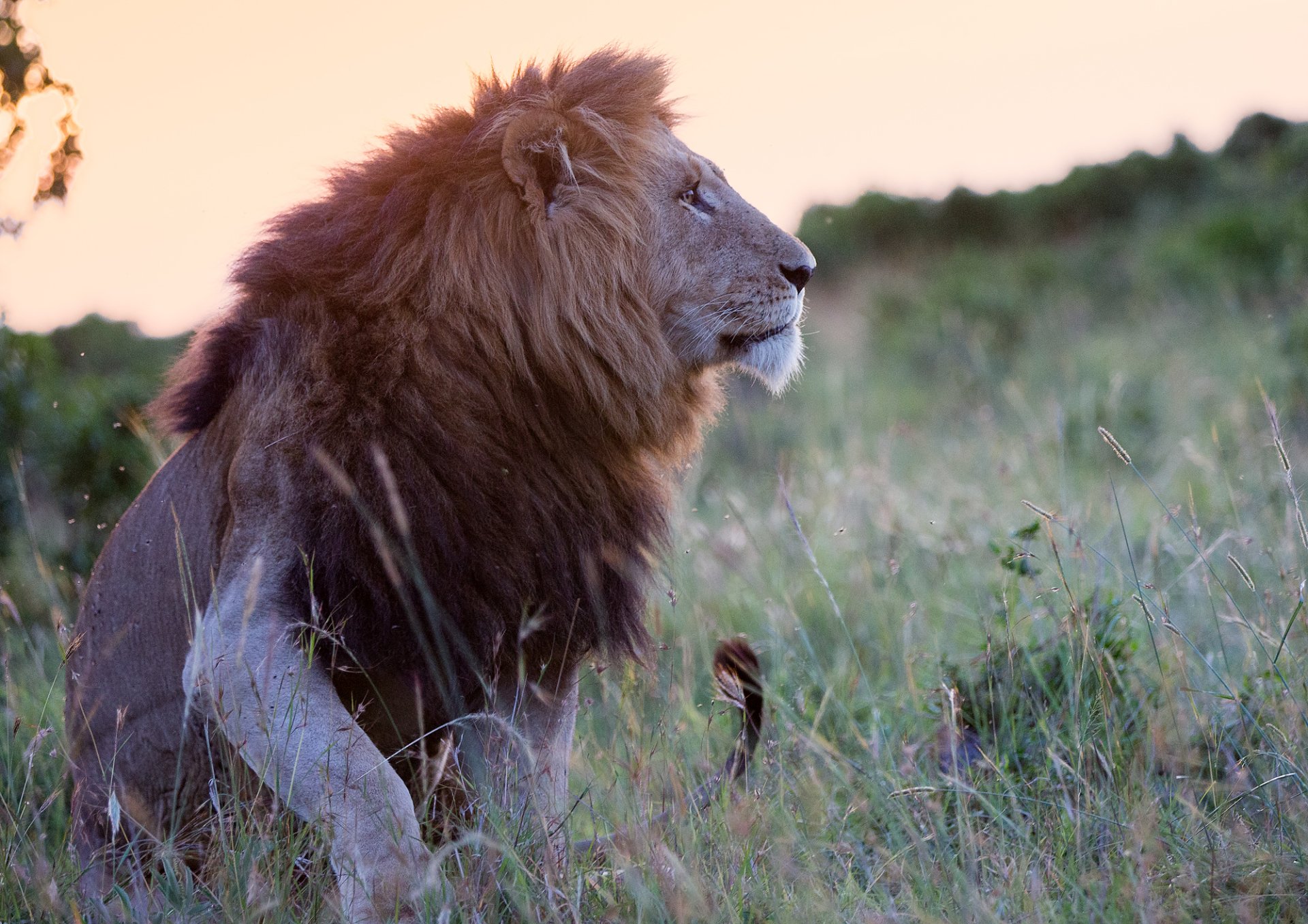 HD PC desktop wallpaper: lion (animal) in profile, resting in tall grass at dusk.