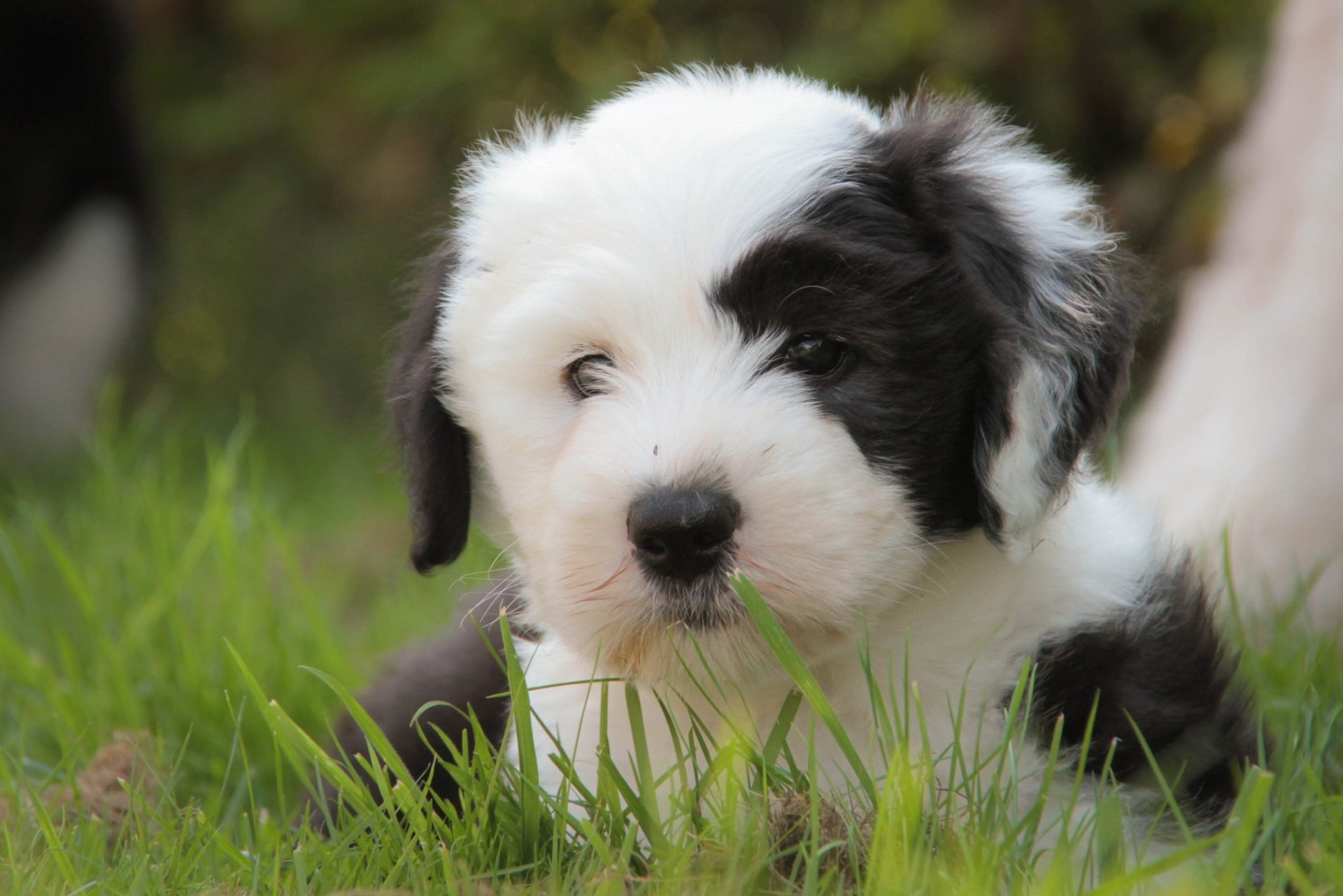 Fluffy Old English Sheepdog puppy dog (animal) resting in lush green grass, HD PC desktop wallpaper background.