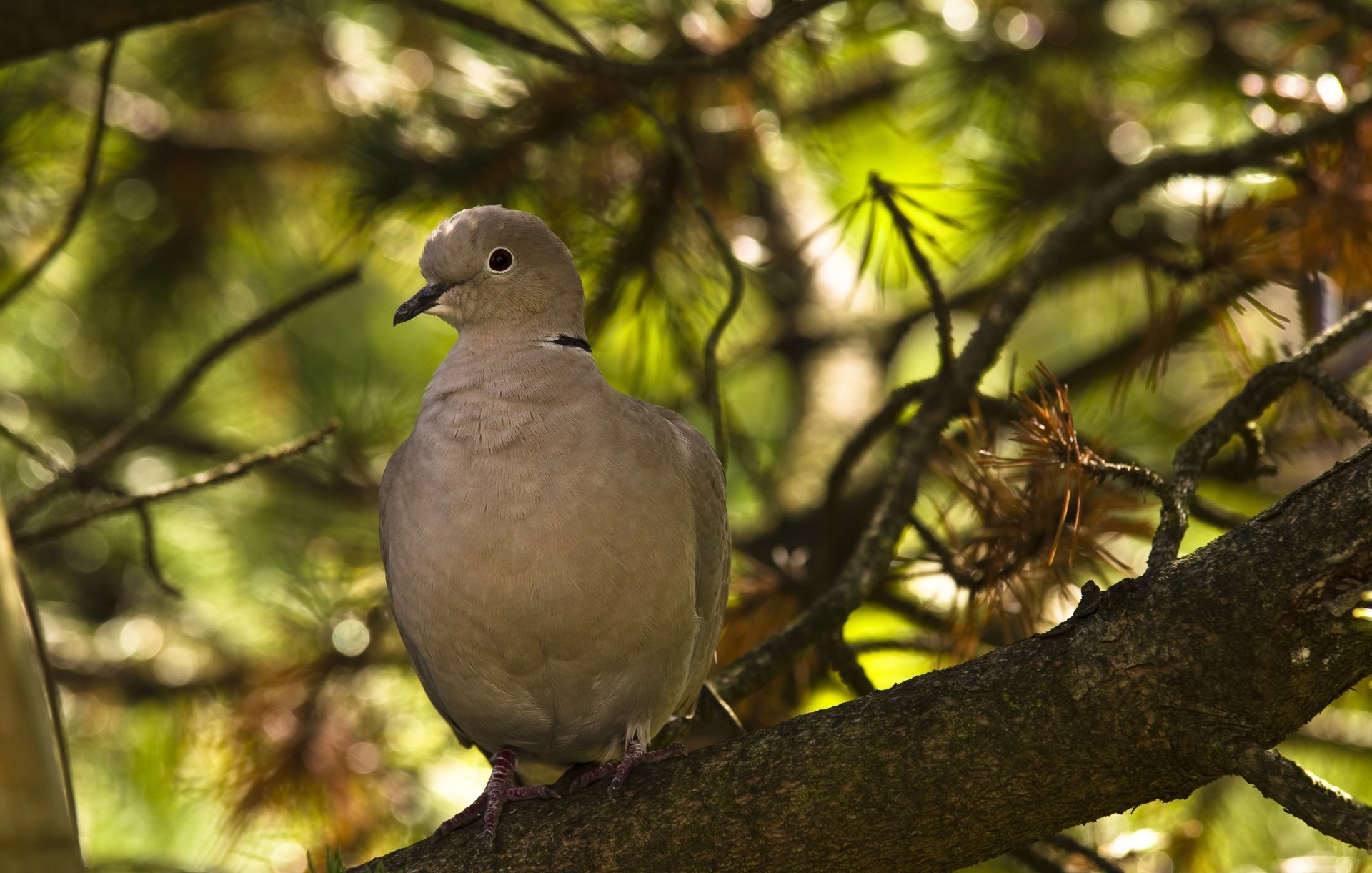 Download Branch Bird Animal Dove 4k Ultra HD Wallpaper by DanielWanke