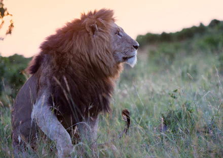 HD PC desktop wallpaper: lion (animal) in profile, resting in tall grass at dusk.