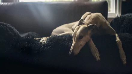 sunbeam sofa resting dog Animal greyhound HD Desktop Wallpaper | Background Image