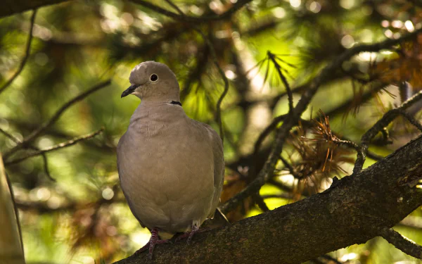  Dove perched in a tree by DanielWanke