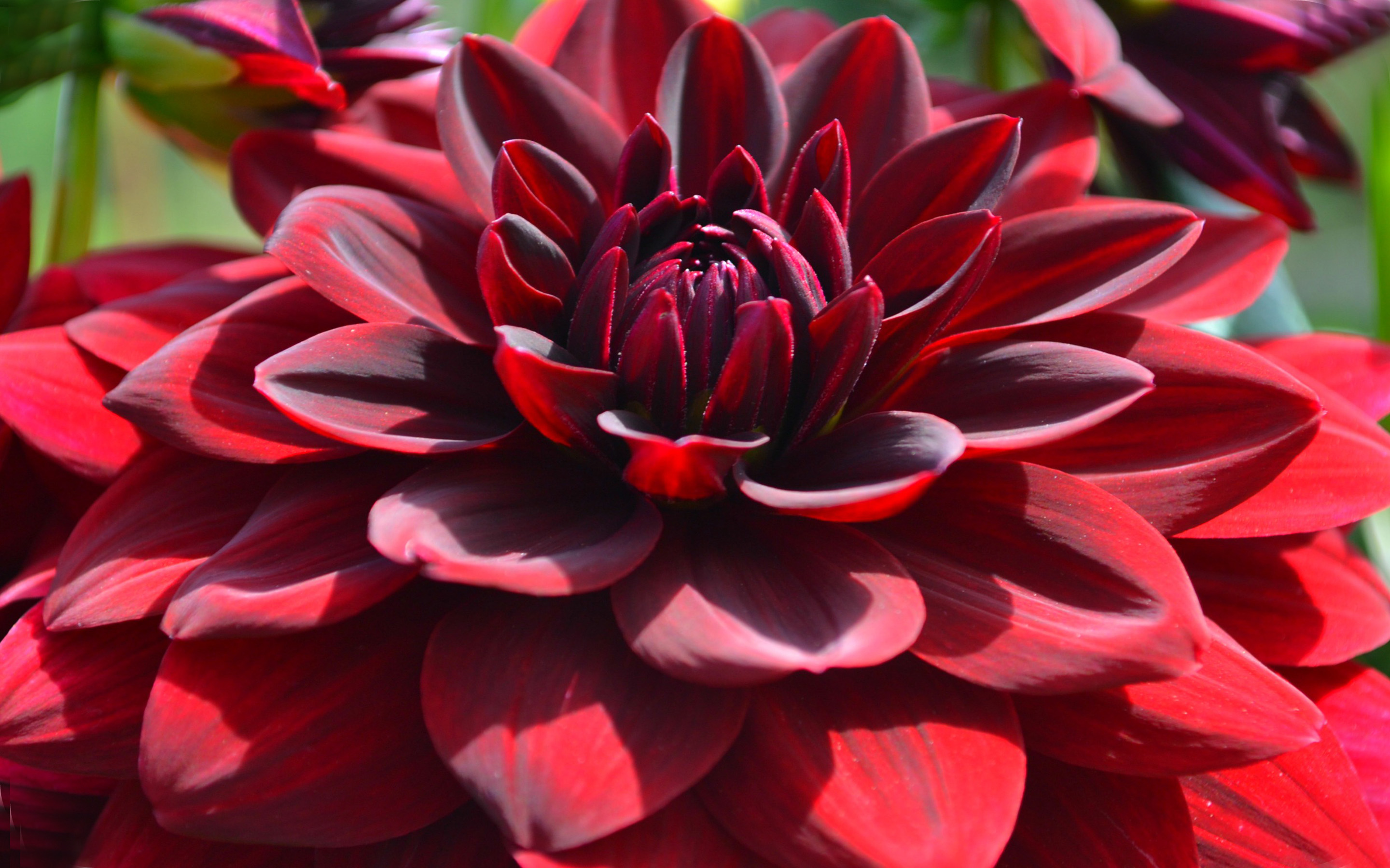 Red Dahlia