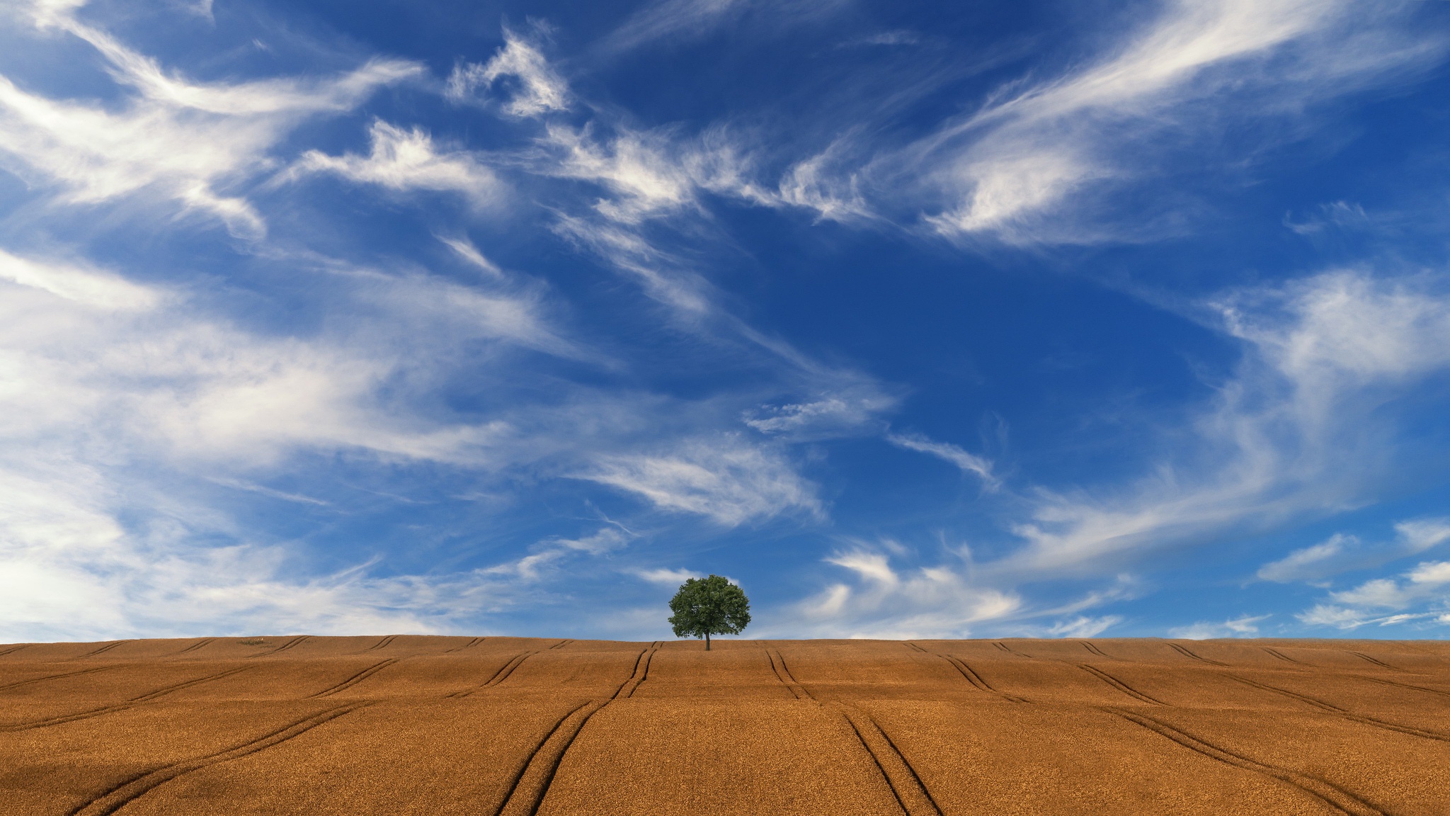 Download Lonely Tree Summer Tree Cloud Nature Sky Field HD Wallpaper
