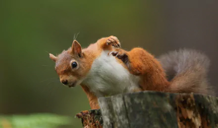 rodent Animal squirrel HD Desktop Wallpaper | Background Image