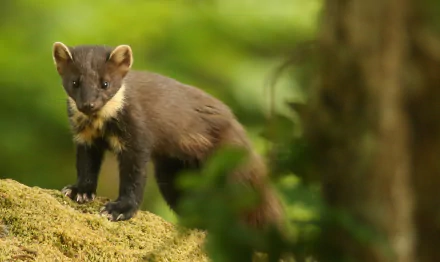  Pine Marten (Martes martes) by Sandra Standbridge