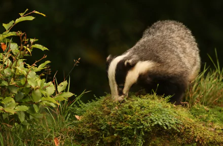  Badger (Meles meles) by Sandra Standbridge