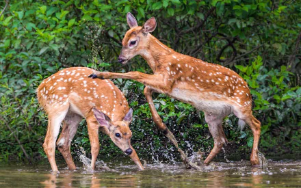  Two Fawns Playing